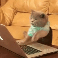 cat-typing-furiously-200x200.gif