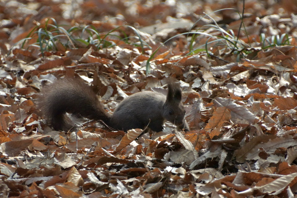 DSC_2195.JPG