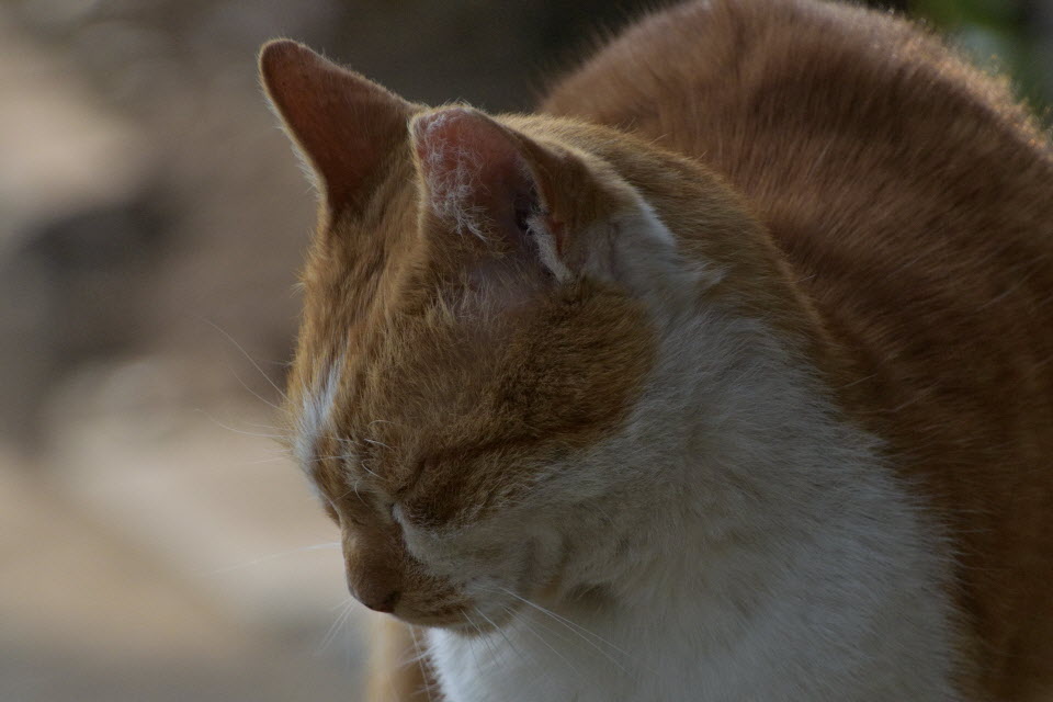 DSC_2188.JPG