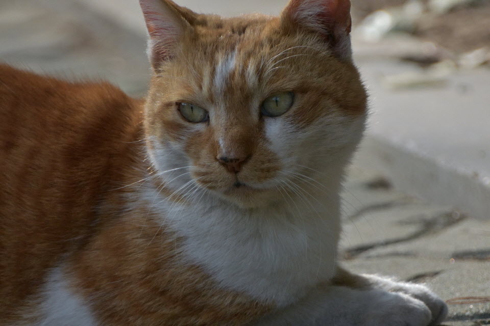 DSC_2187.JPG