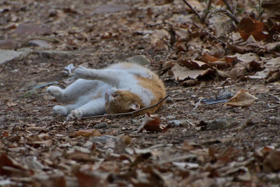 DSC_2243.JPG