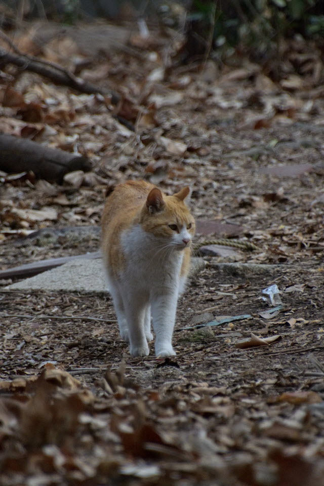 DSC_2236.JPG