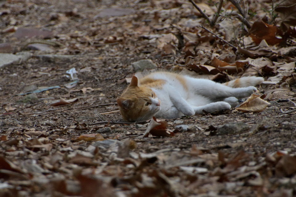 DSC_2245.JPG