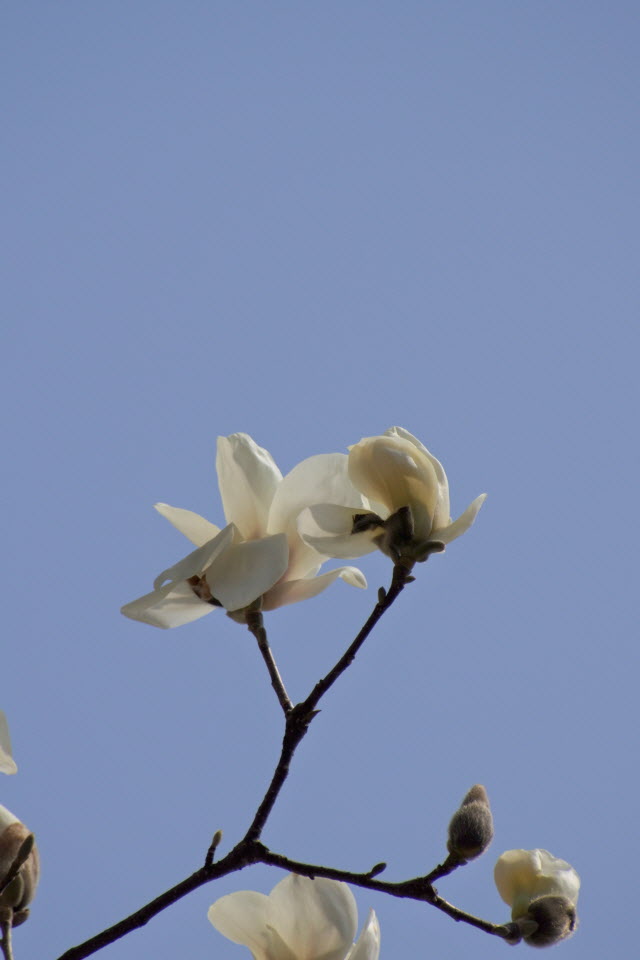DSC_2099.JPG