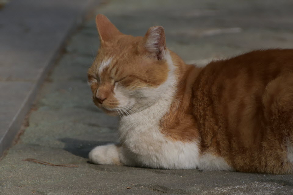 DSC_2184.JPG