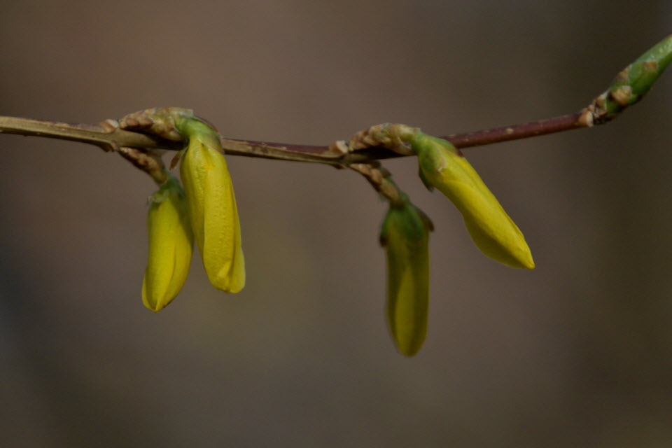 DSC_2203.JPG