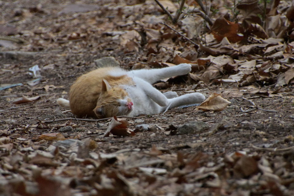 DSC_2244.JPG