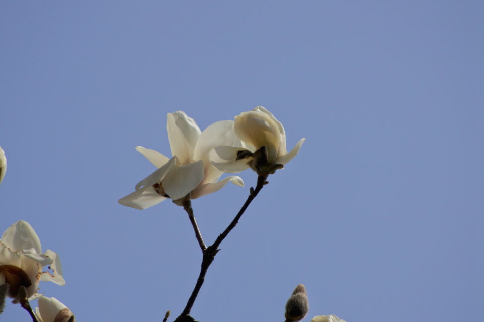DSC_2100.JPG