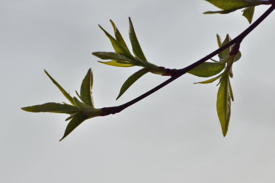 DSC_2207.JPG
