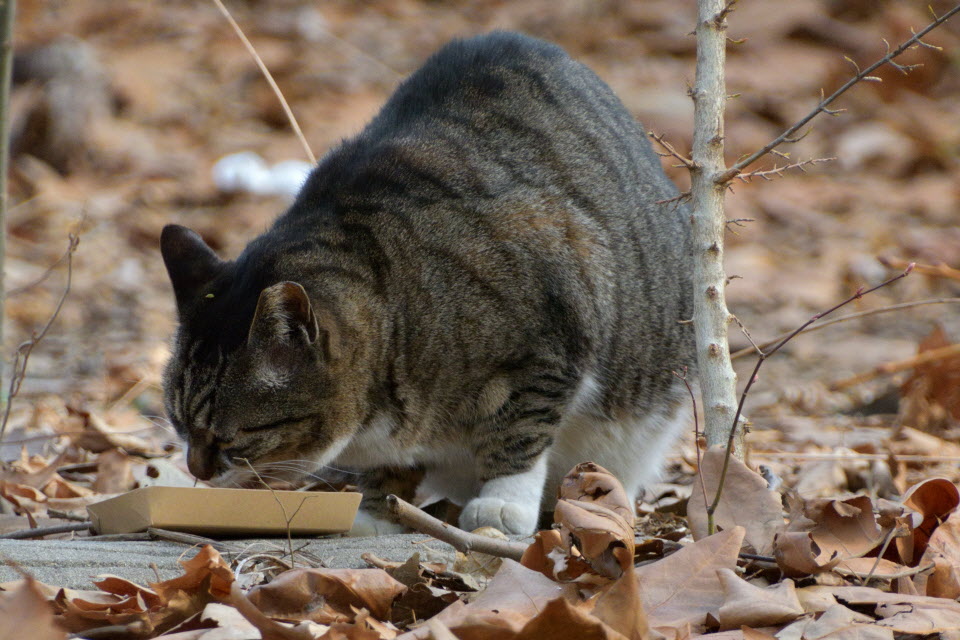 DSC_2260.JPG