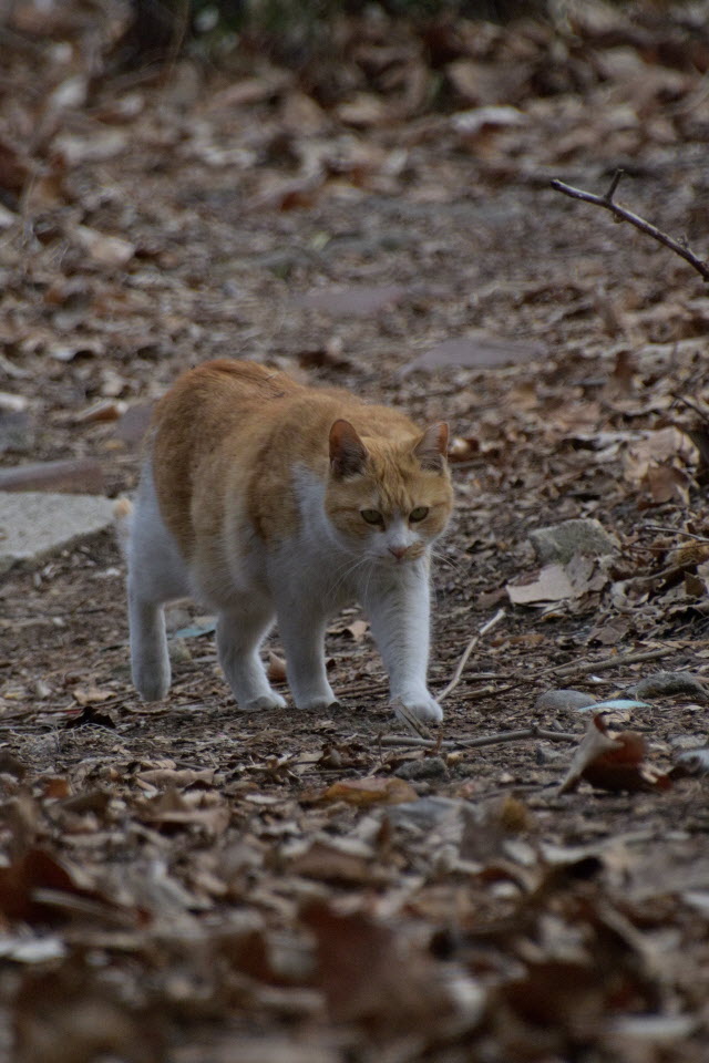 DSC_2237.JPG