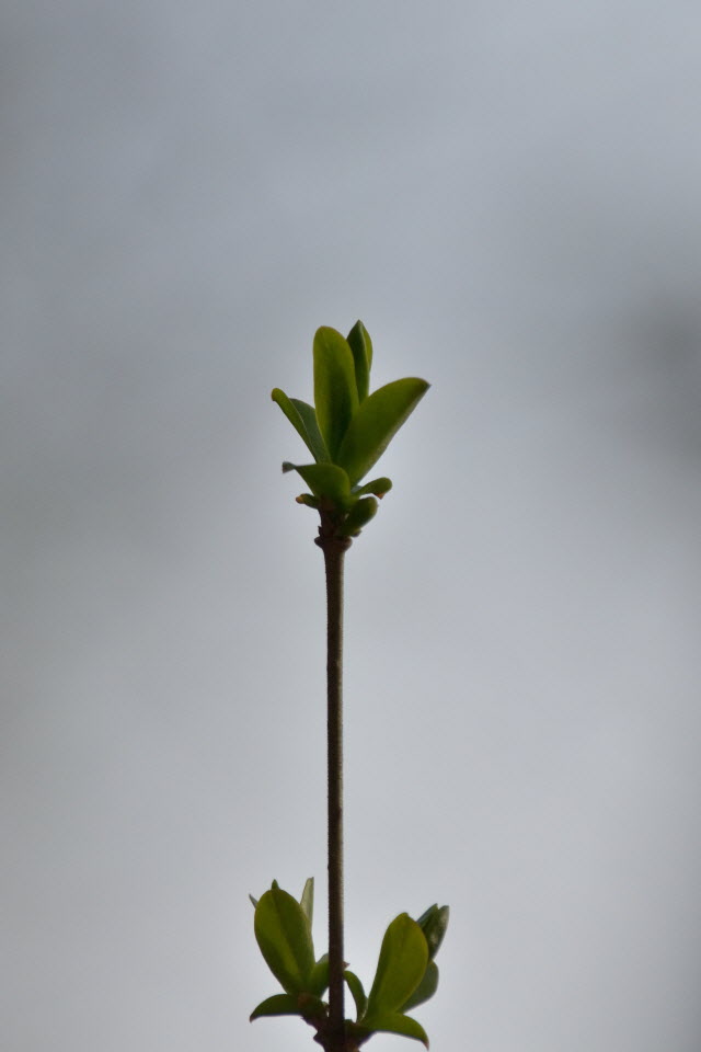 DSC_2218.JPG