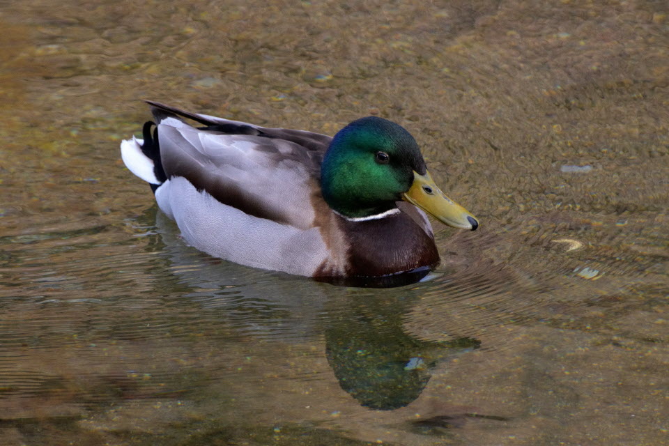 DSC_3154.JPG