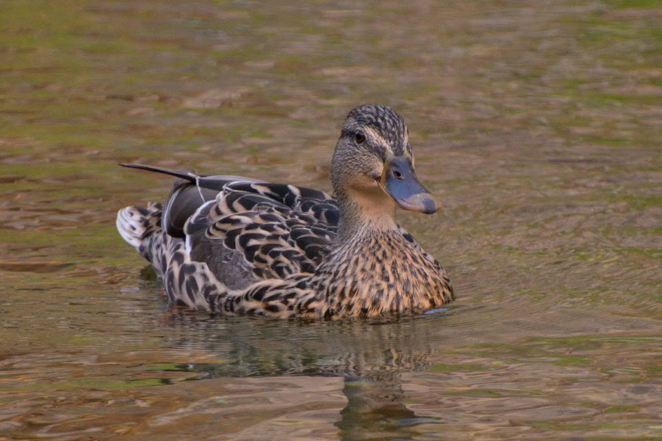 DSC_3162.JPG