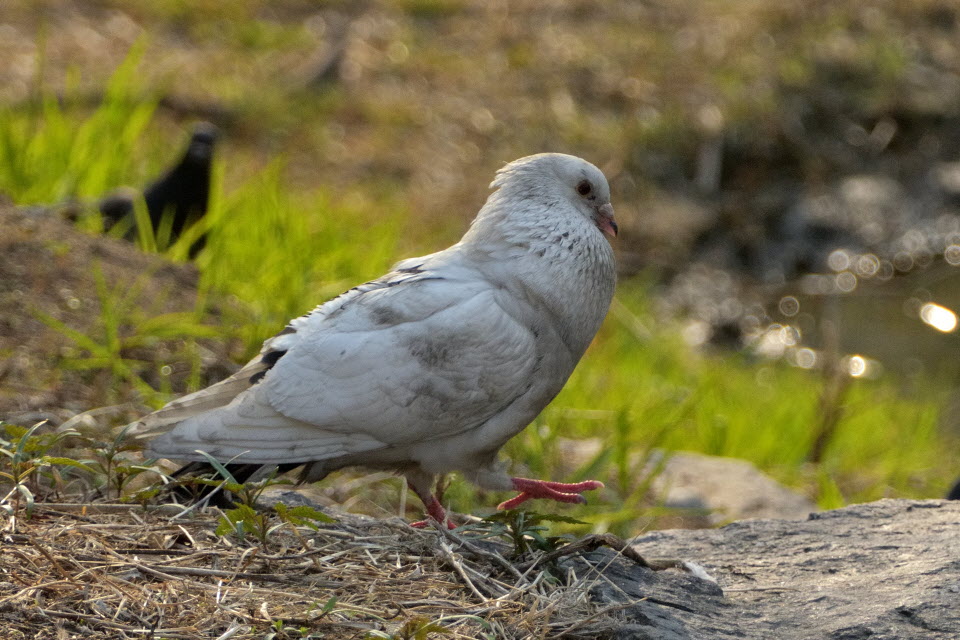 DSC_3066.JPG