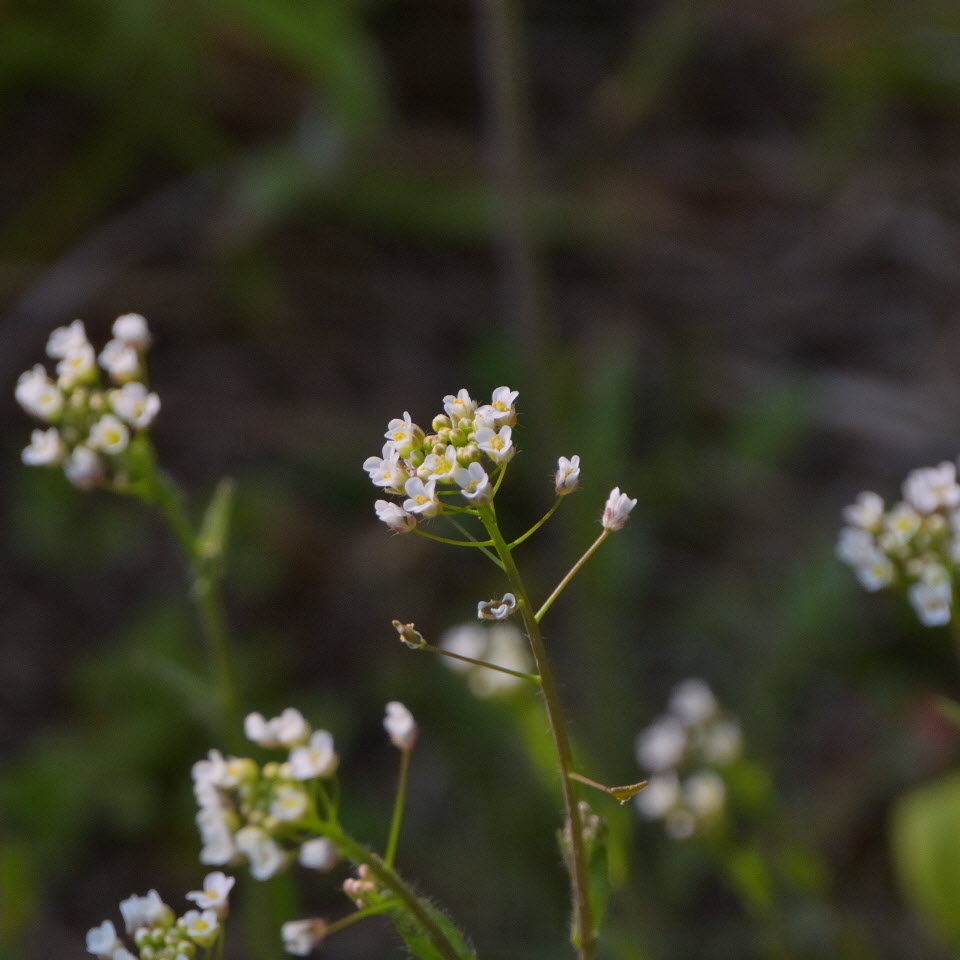 DSC_3022.JPG