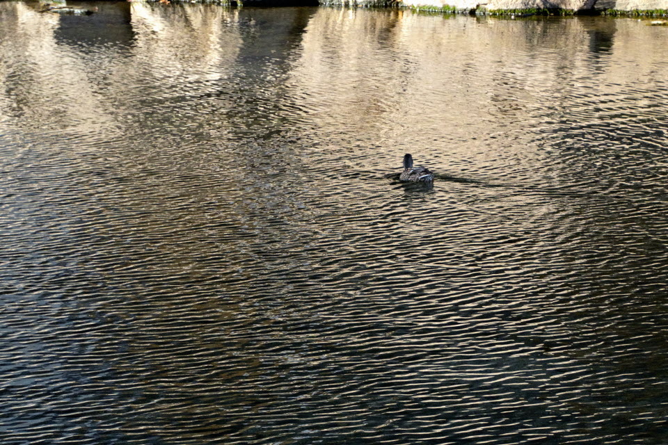 DSC_3111.JPG