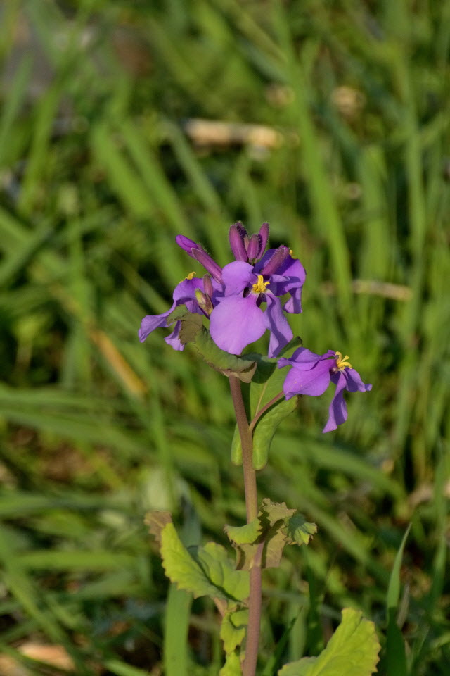 DSC_3029.JPG