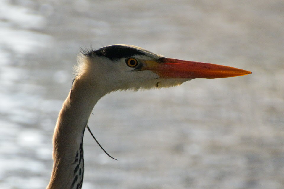 DSC_3101.JPG