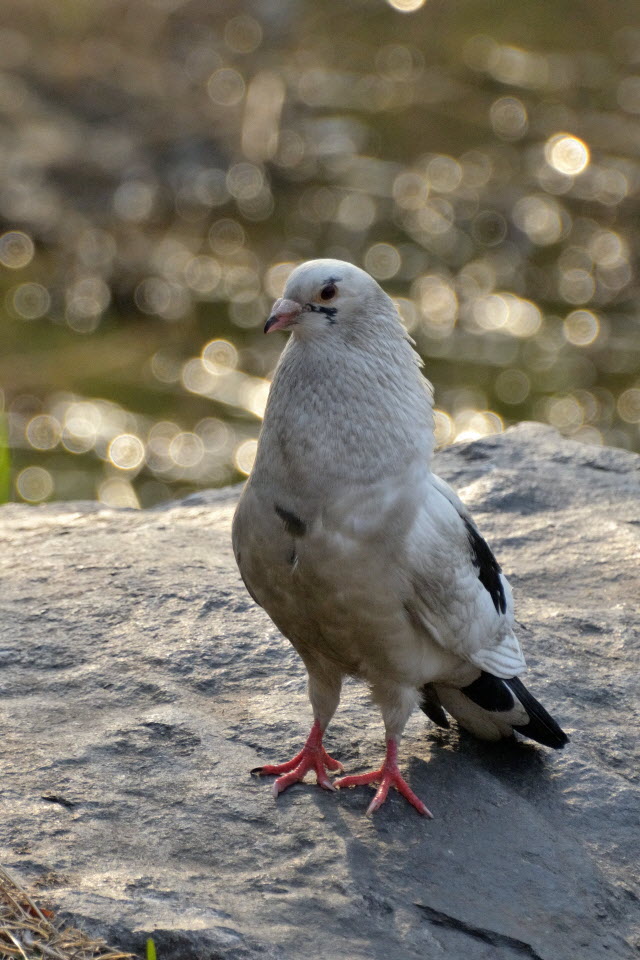 DSC_3069.JPG