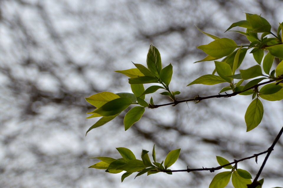 DSC_3120.JPG
