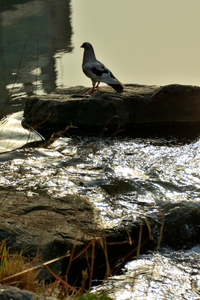 DSC_3088.JPG