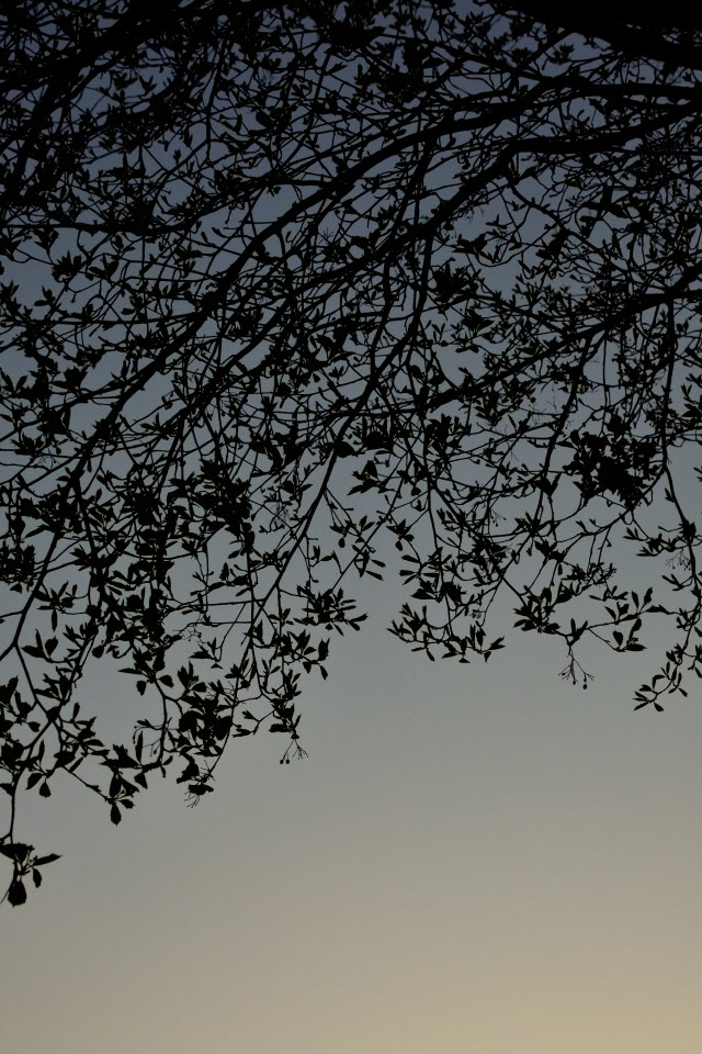 DSC_3146.JPG