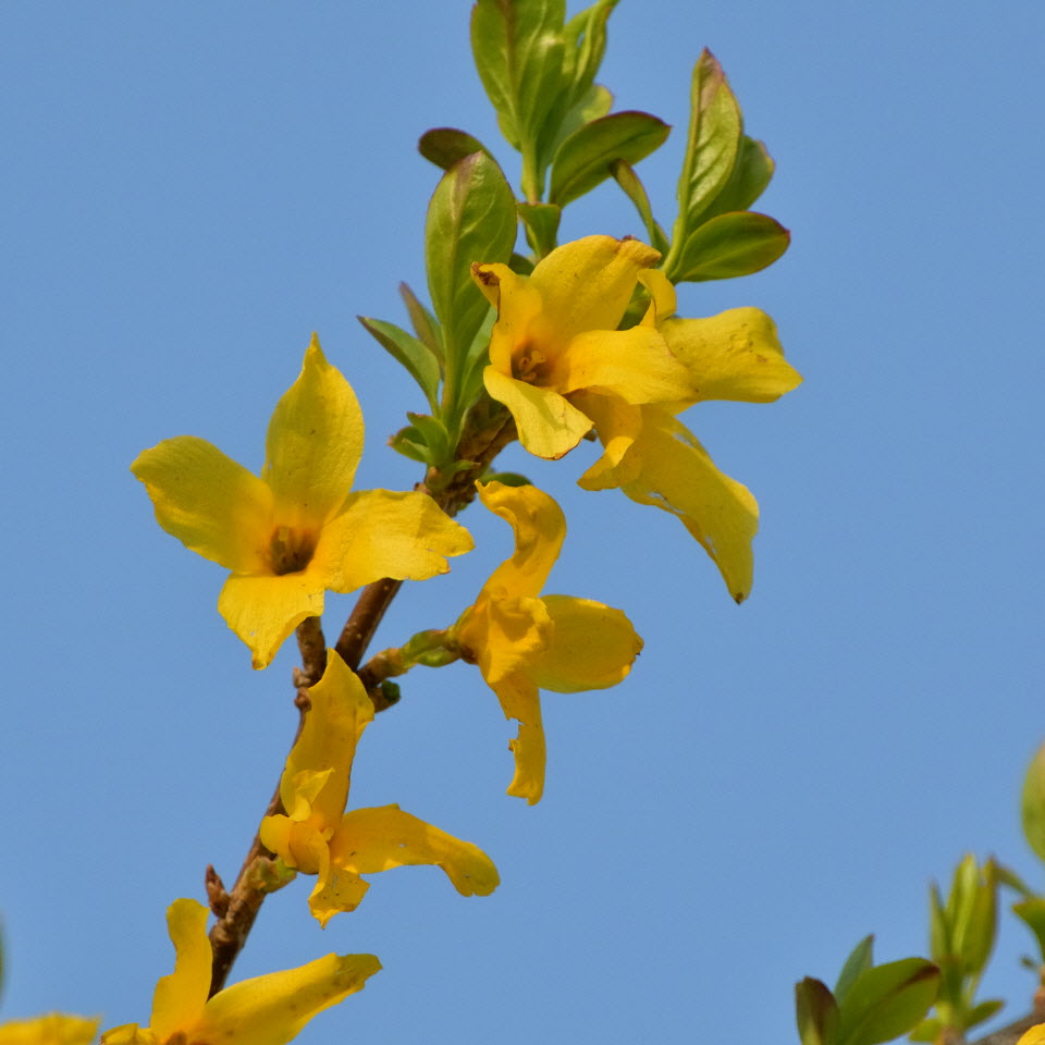 DSC_3019.JPG