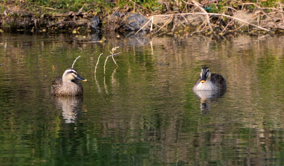 DSC_3033.JPG
