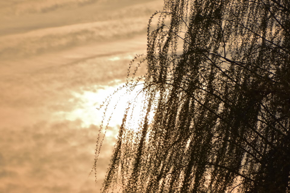 DSC_3196.JPG
