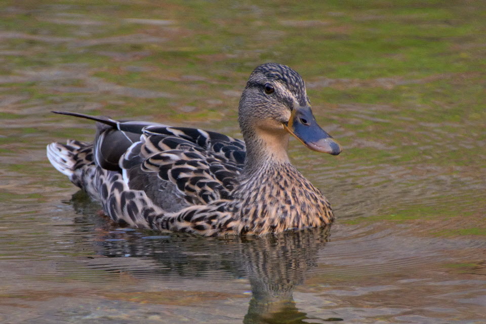 DSC_3155.JPG