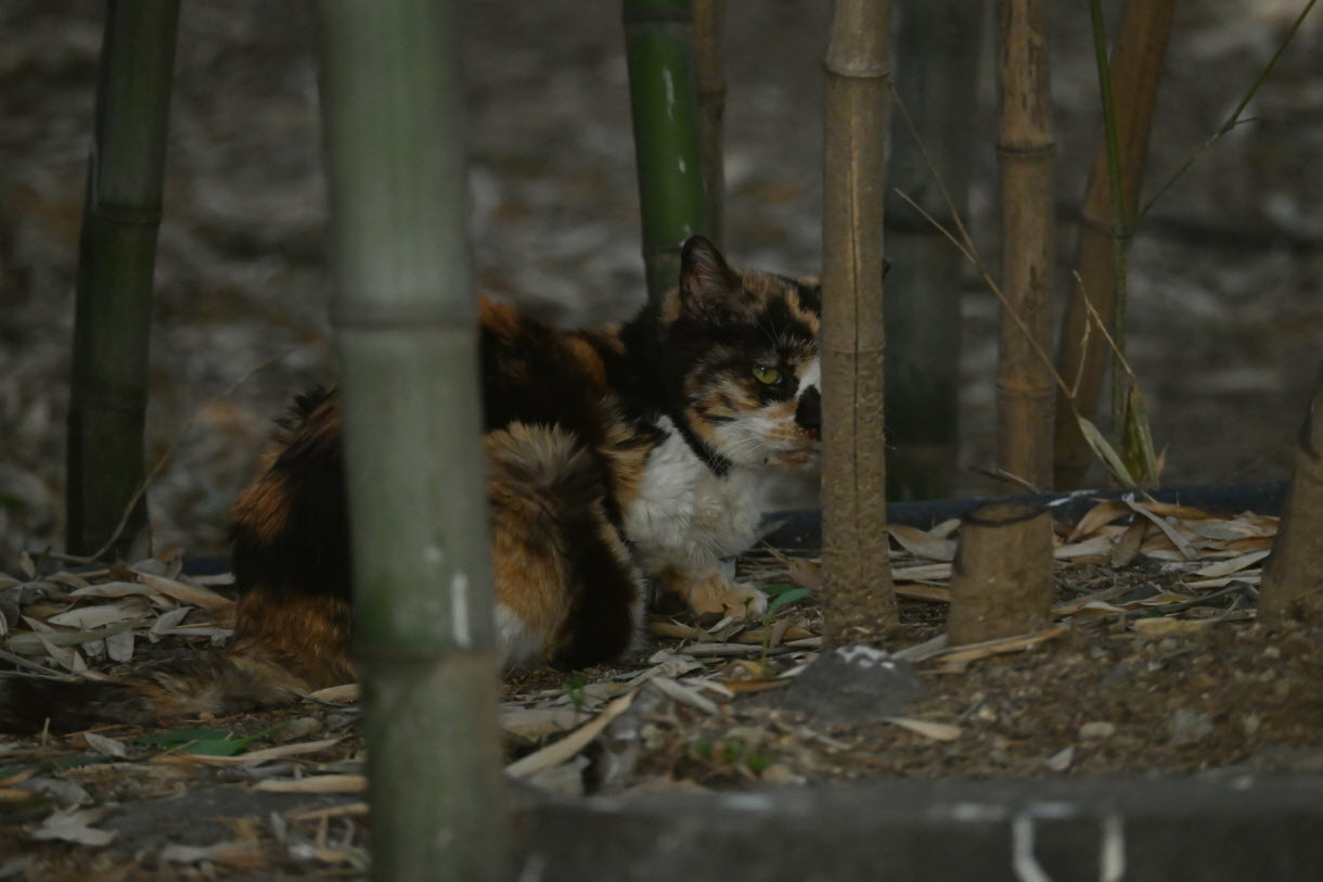 DSC_3423.JPG