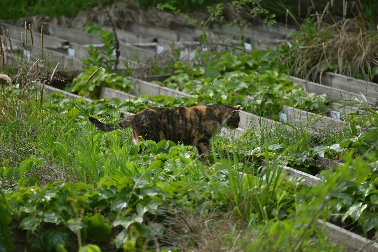 DSC_3436.JPG