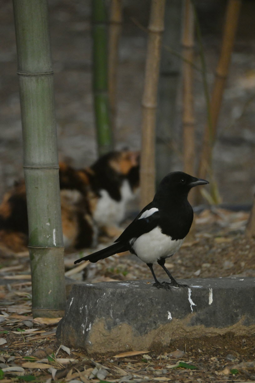 DSC_3426.JPG