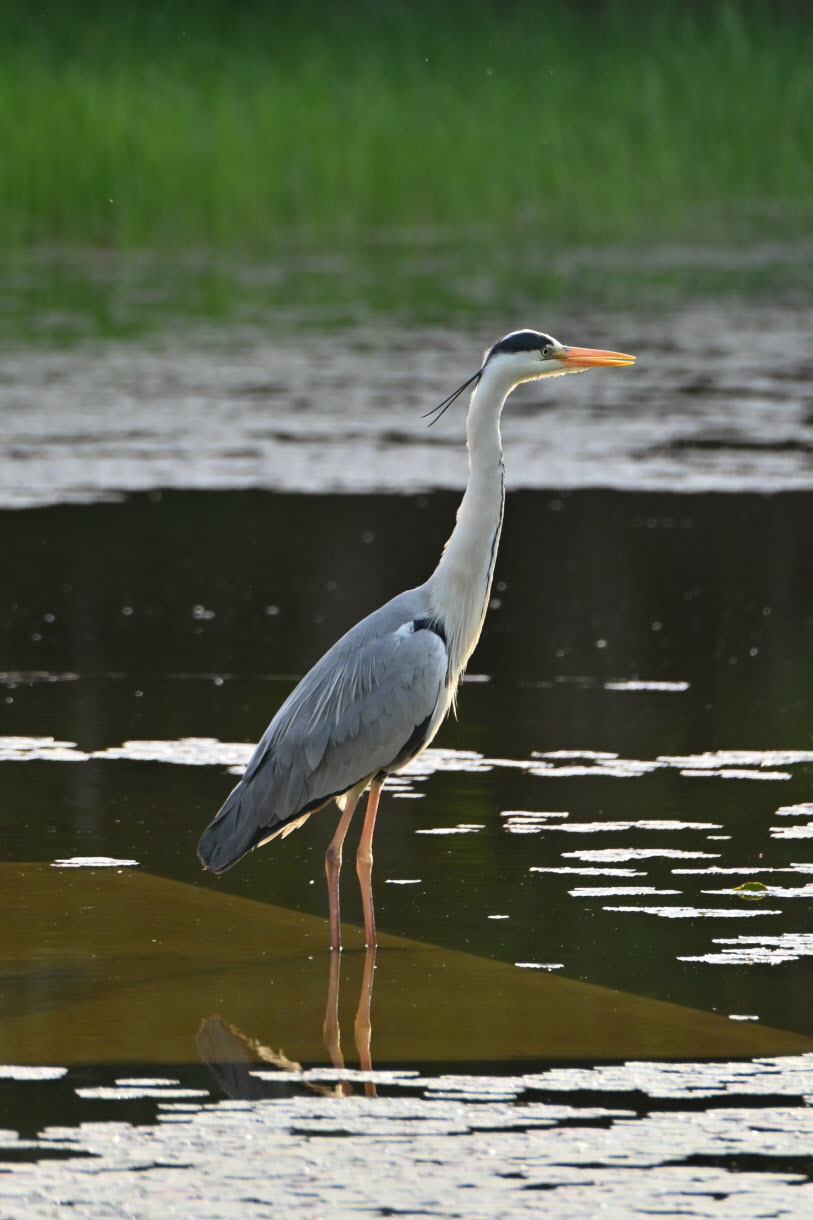 DSC_3493.JPG