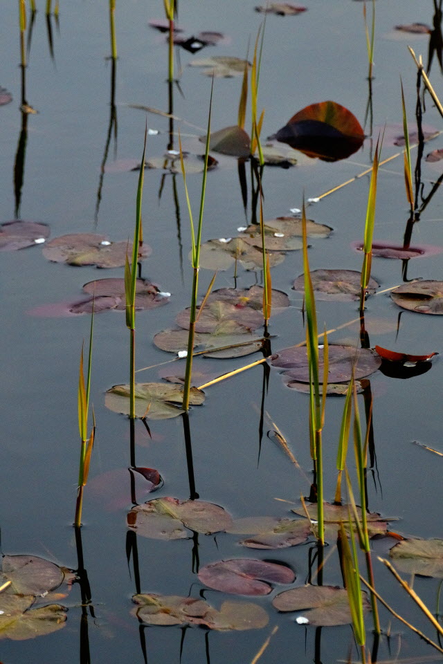 DSC_3460.JPG