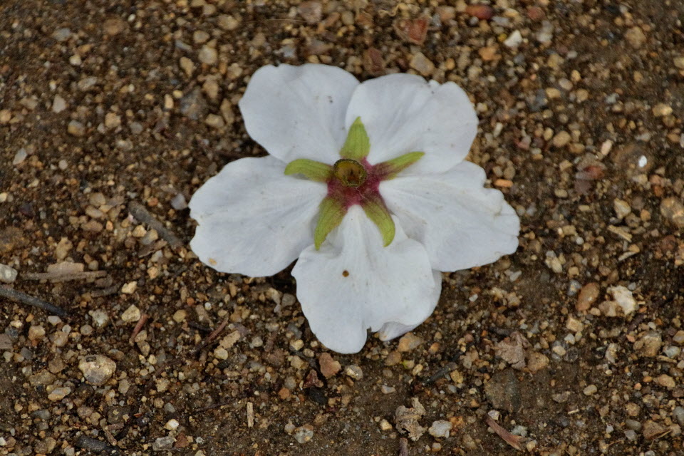 DSC_3485.JPG