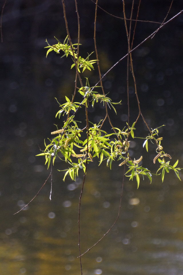 DSC_3393.JPG