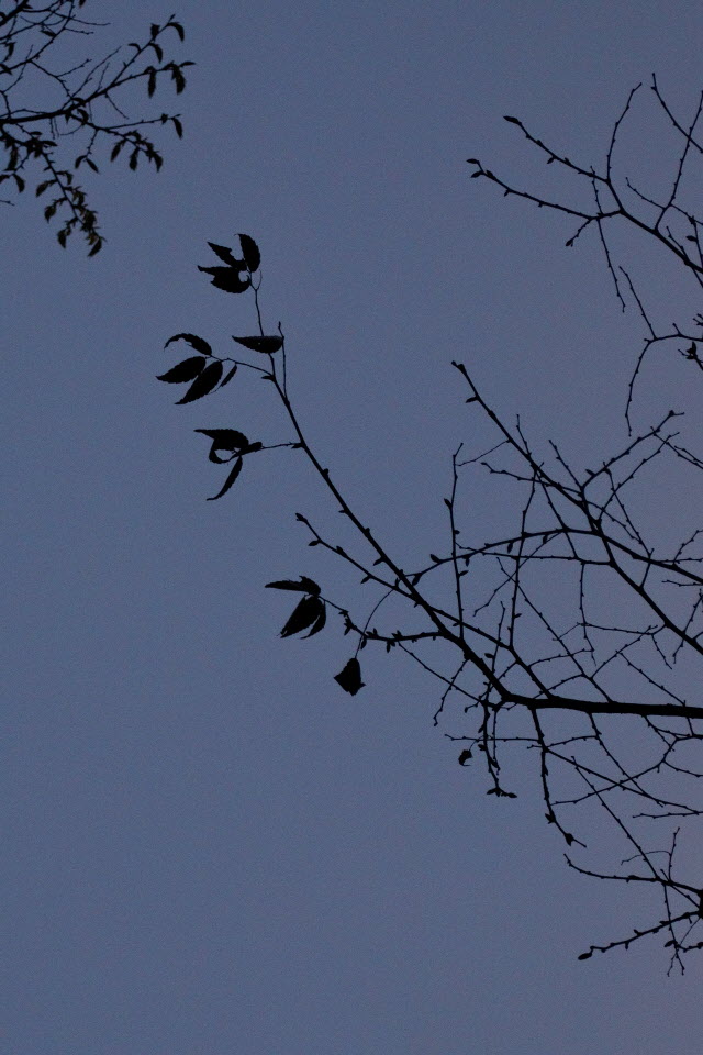 DSC_3550.JPG