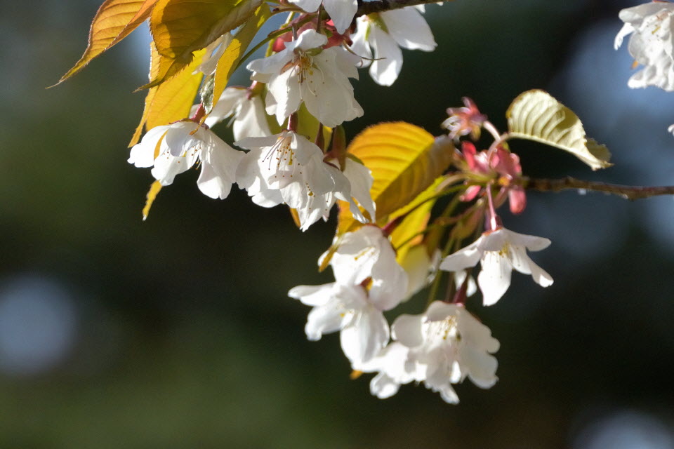 DSC_3374.JPG