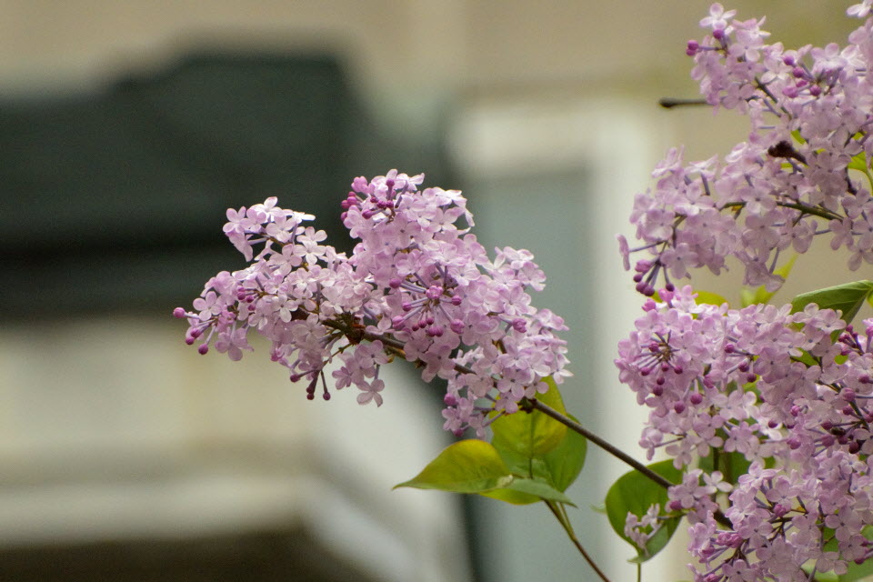 DSC_3273.JPG