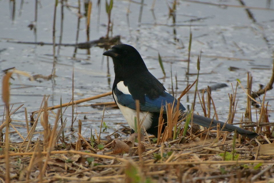 DSC_3483.JPG