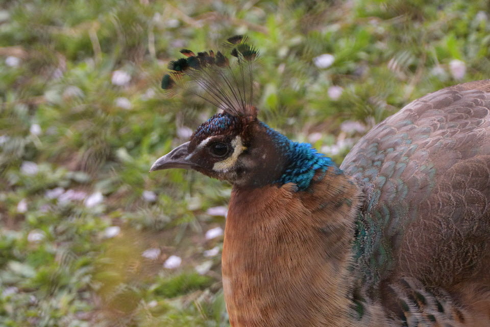 DSC_3455.JPG