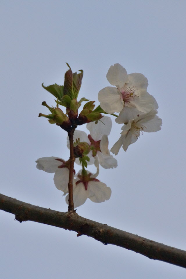 DSC_3513.JPG