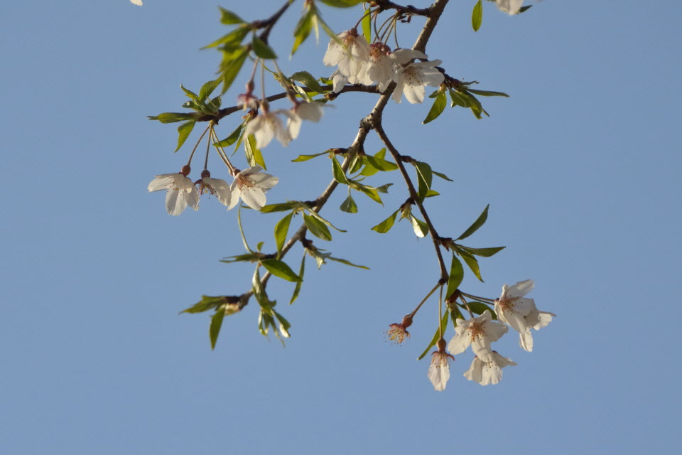 DSC_3407.JPG