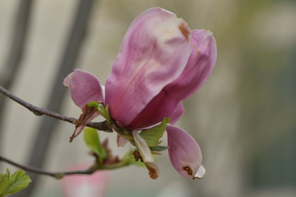 DSC_3308.JPG