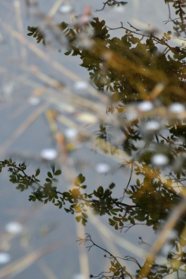 DSC_3471.JPG