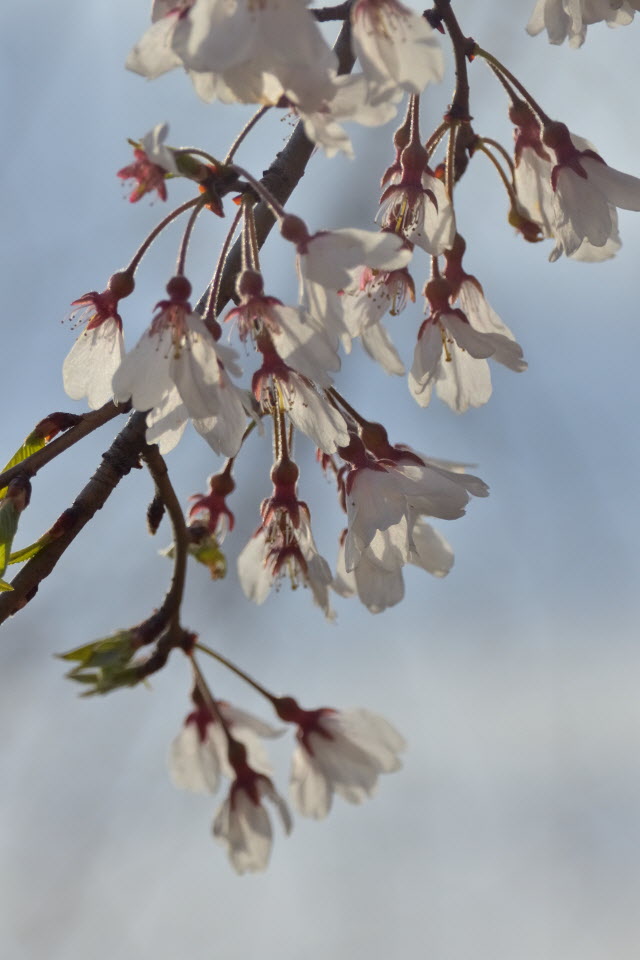 DSC_3441.JPG