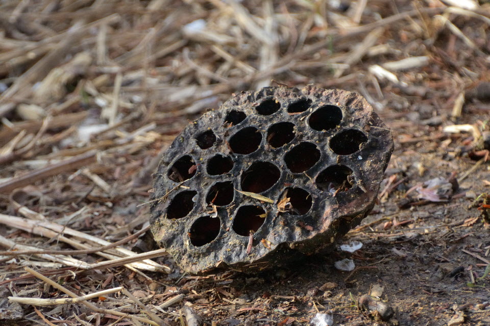DSC_3420.JPG