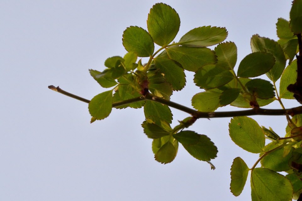 DSC_3361.JPG